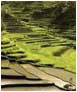 ubud area